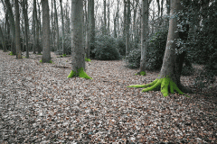 200308_darss01-Copy