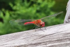 06