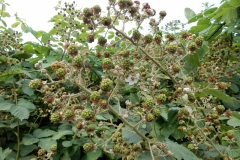 Brombeeren (Foto von Mama)