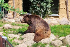 baer