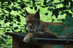 luchs