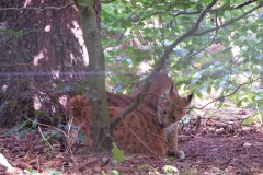 luchs2