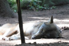 wolf