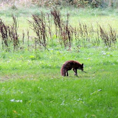 verletzter Fuchs im Schlosspark