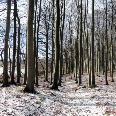 Blick in den winterlichen Wald
