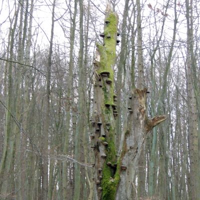 Abgestorbener Baum mit vielen Pilzen