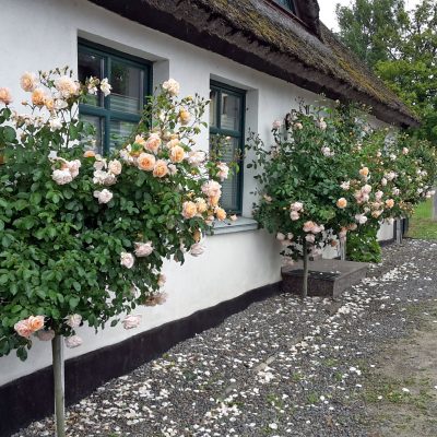 Rosen vorm Haus, typisch für Putbus und die Umgebung