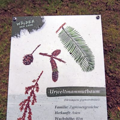Urweltmammutbaum ...