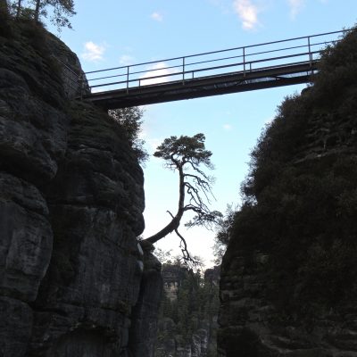 Der meist fotografierteste Baum in der Felsenburg