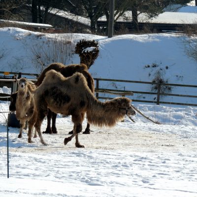 ausgelassene Kamele im Schnee