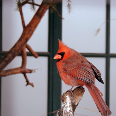 Ein lauter Roter Kardinal