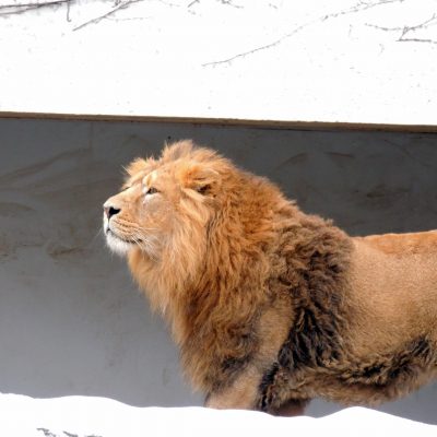 Stolze Löwen im Schnee