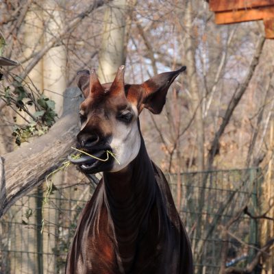 So ein Okapi kann seine Zunge bis zu 25 cm rausstrecken. *schleck*