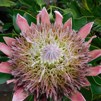 Protea-Blüte (Zuckerbusch)
