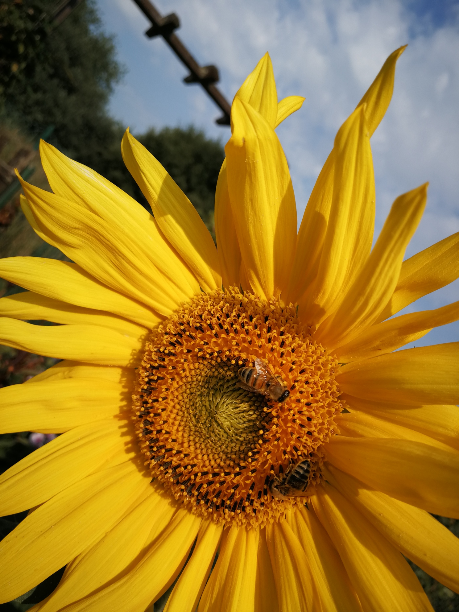 Bienen in der Sonnenblume